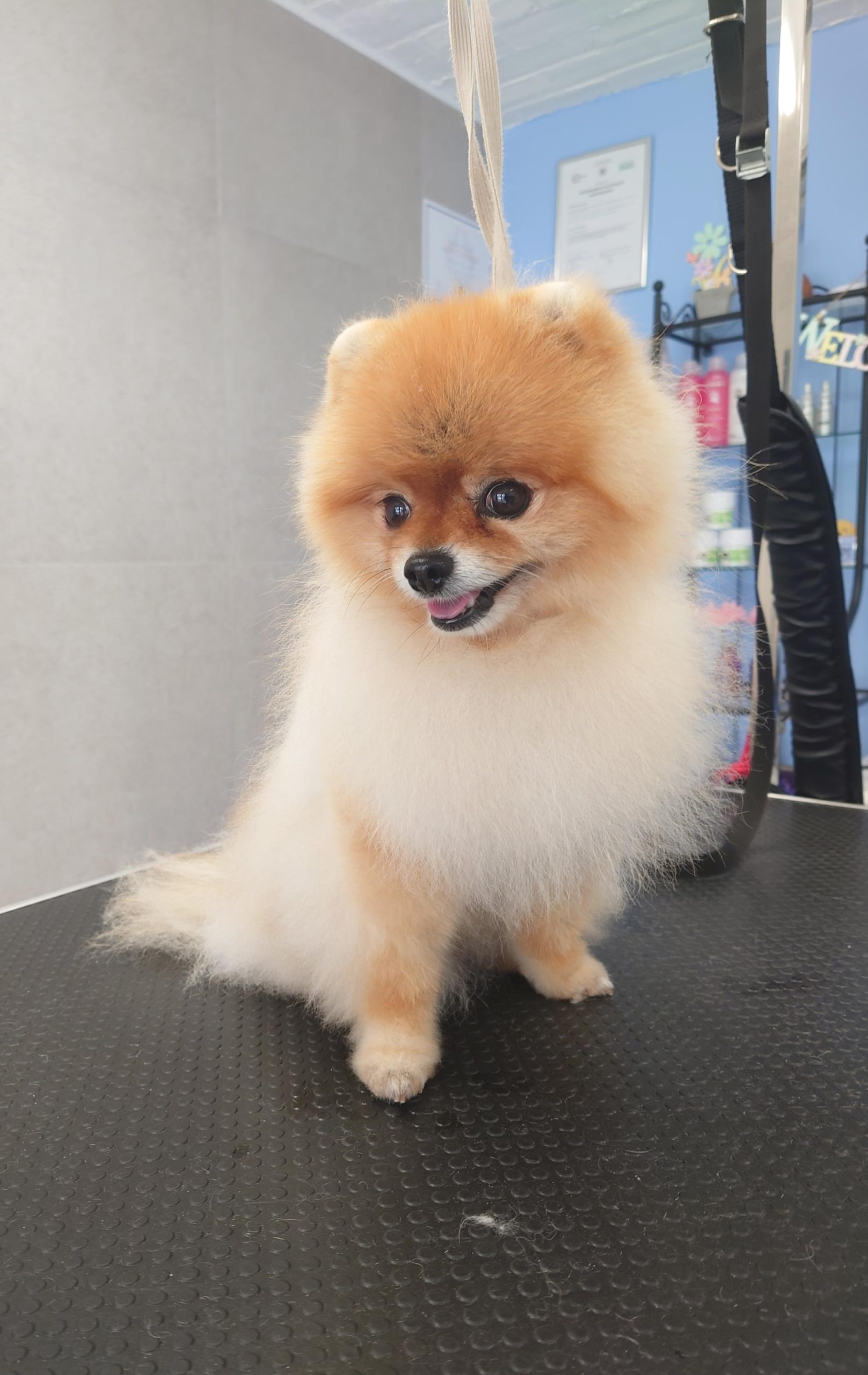 Person Grooming Hair of Yorkshire Terrier