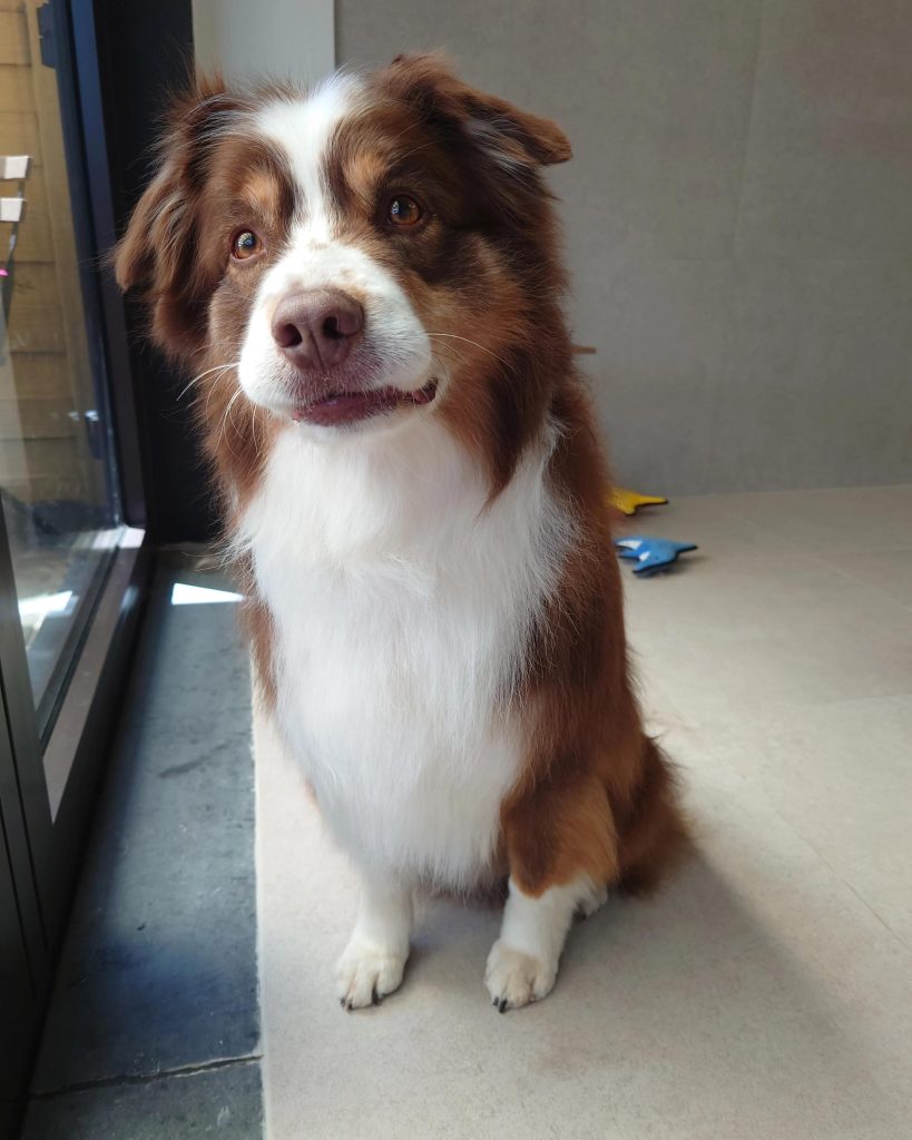 Terrier Dog being Groomed by a Professional Groomer