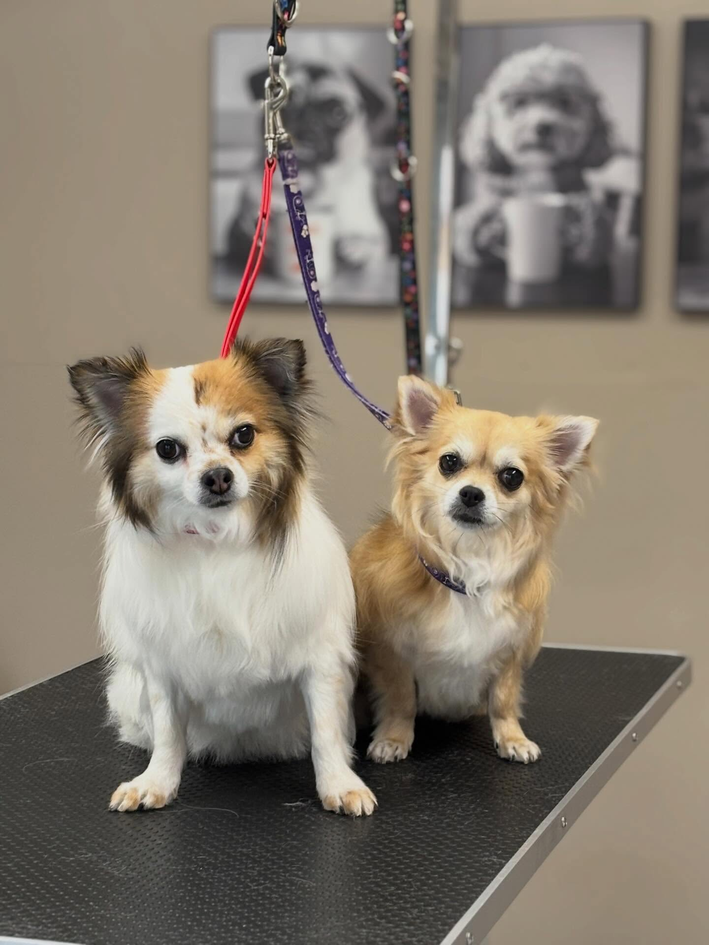 Een witte en een crèmekleurige Chihuahua