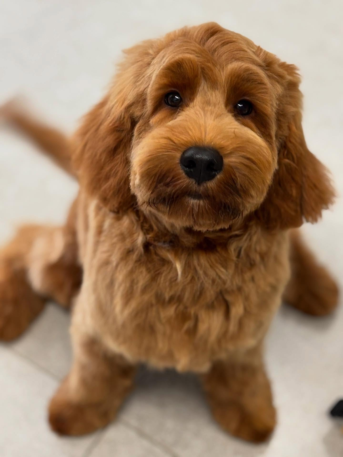 Abrikooskleurige Cockapoo