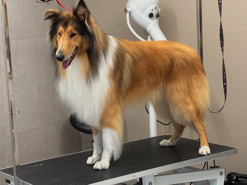 Schotse Collie op trimtafel