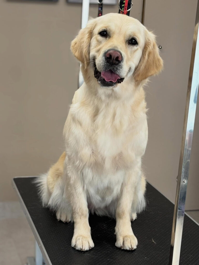 Golden retriever op trimtafel