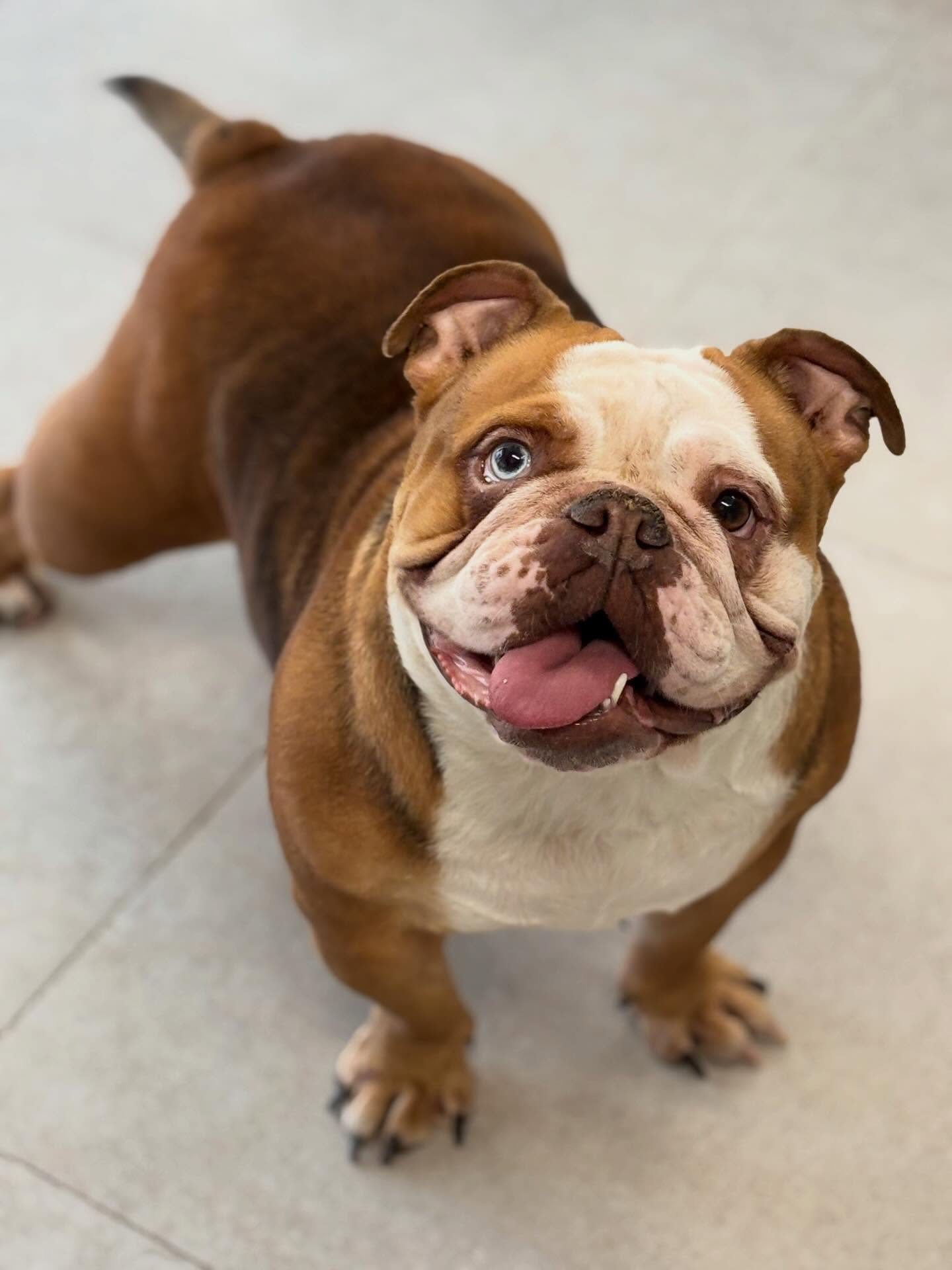 Bruine Engelse Bulldog met tong uit zijn mond