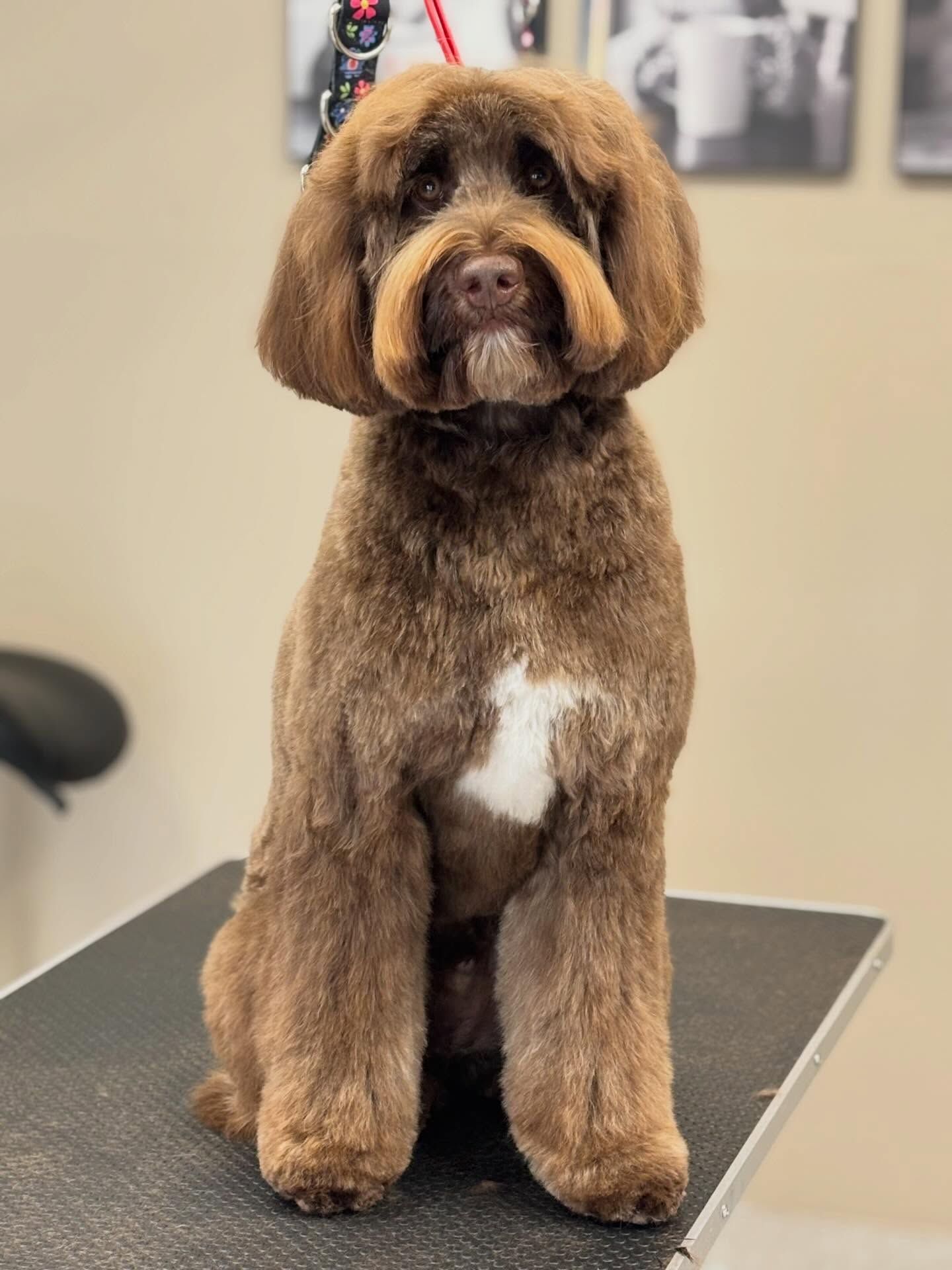 Donkerbruine Labradoodle