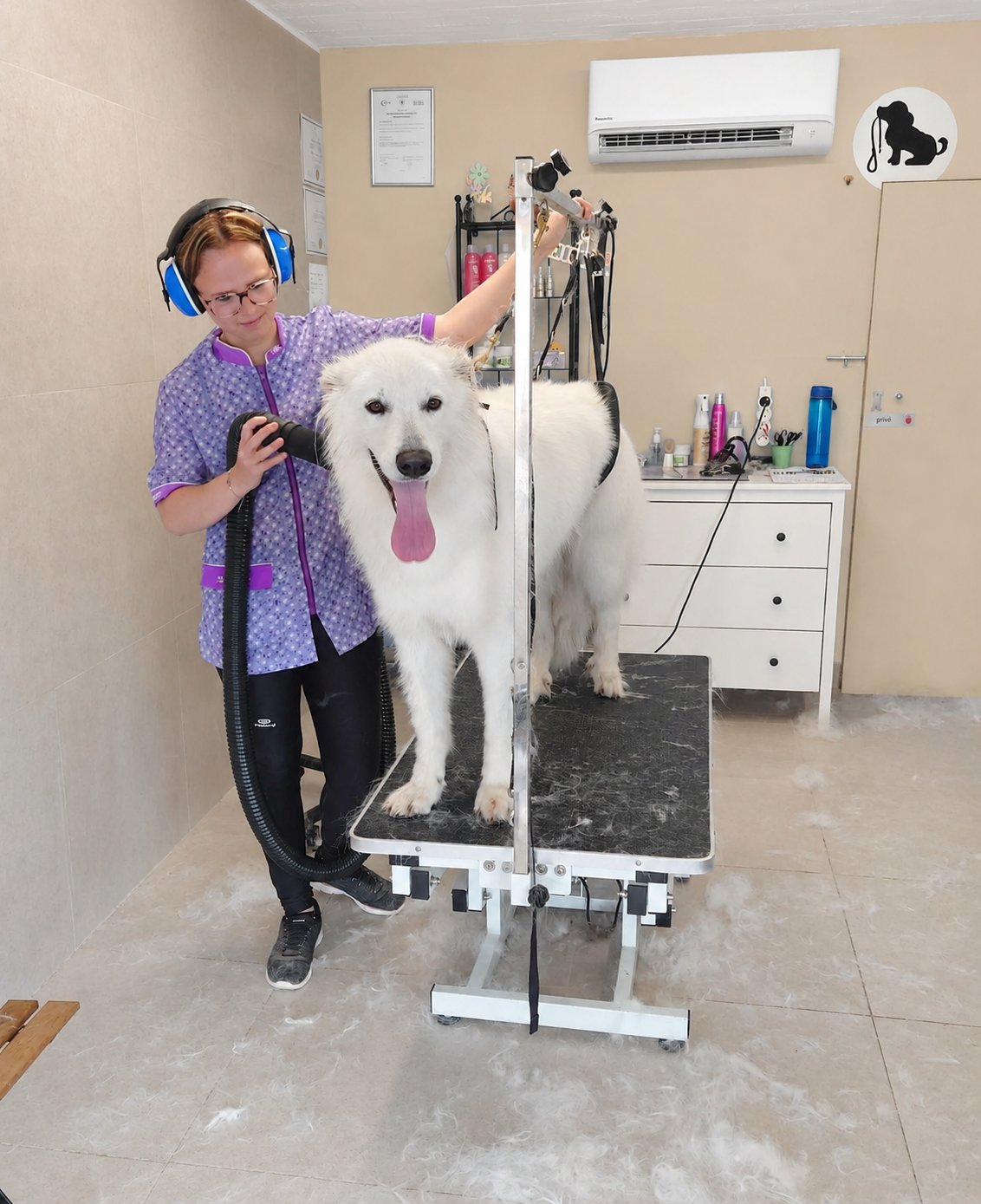 Een Zwitserse witte herder tijdens een all-in trimbeurt. De hond staat op de kaptafel in een harnas en kijkt recht naar de camera. Lindcy, de eigenares van Marie Louie, staat ernaast om de vacht van de hond te ontwollen.